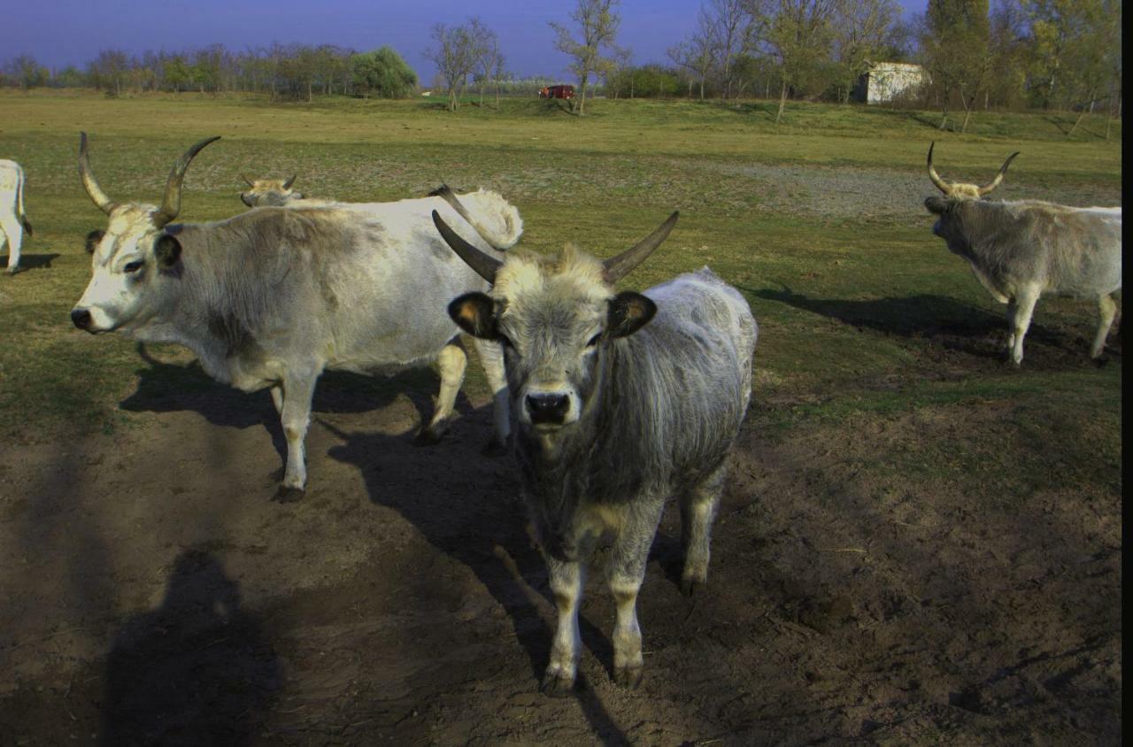 Gedeon Tanya Panzio Pension Jakabszállás Buitenkant foto